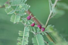 Acacia ferruginea